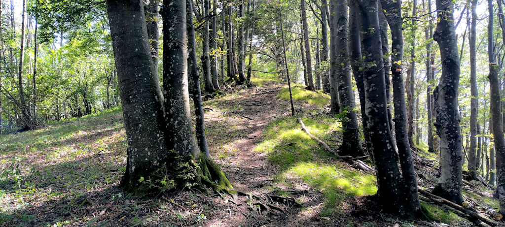 Waldweg