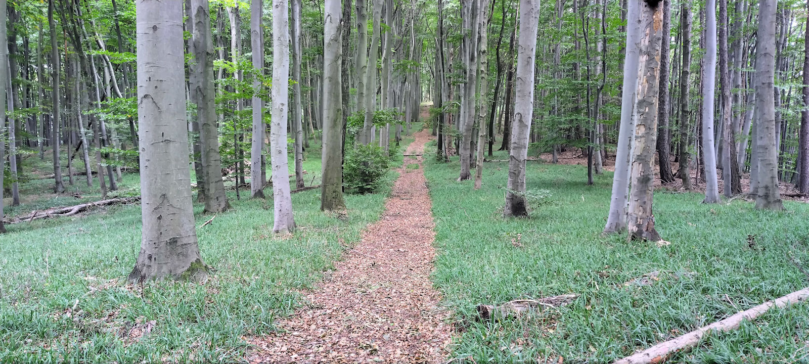 Waldweg