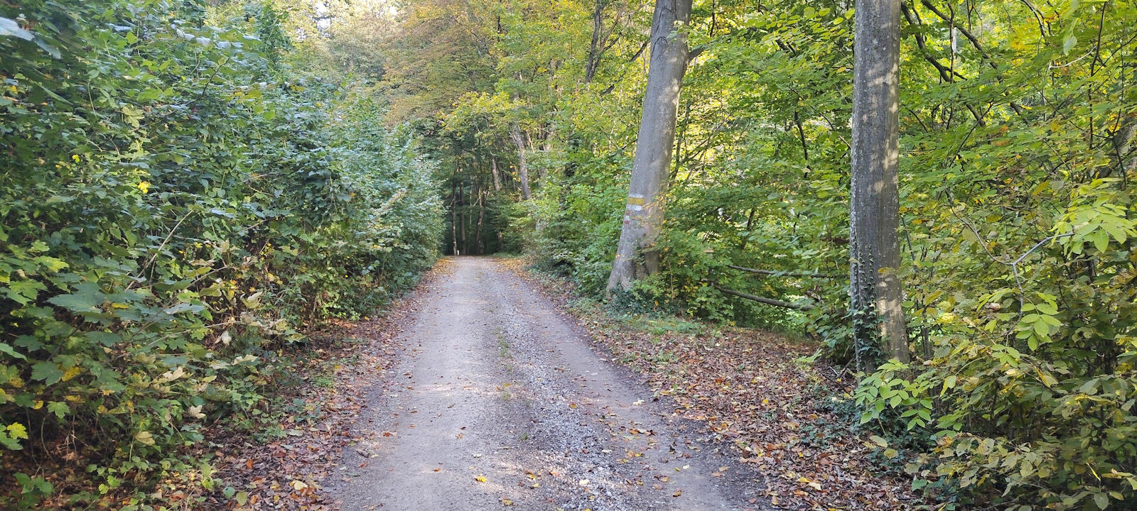 Weg
